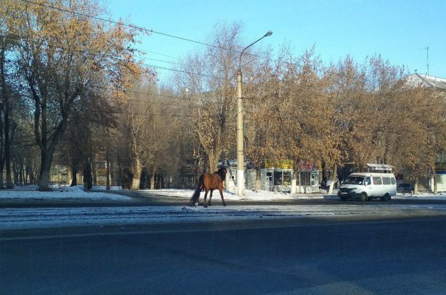 Все смешалось люди кони