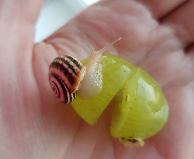 Белдік киген қыздардың суреттері