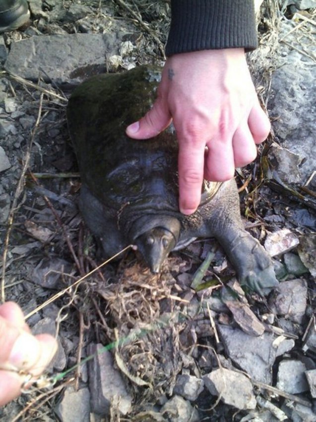В Магнитогорском пруду была поймана черепаха