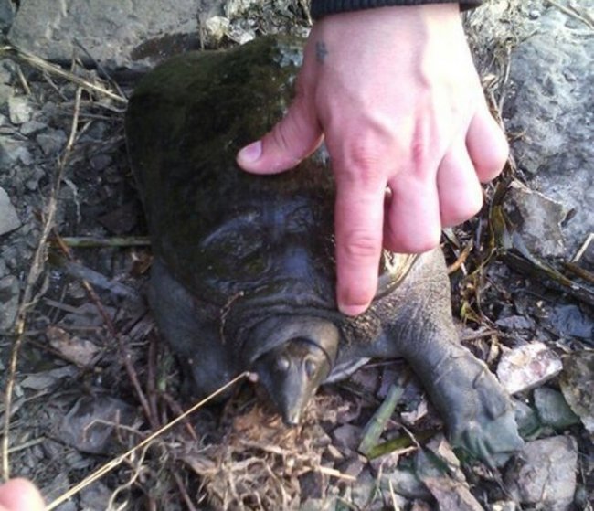 В Магнитогорском пруду была поймана черепаха