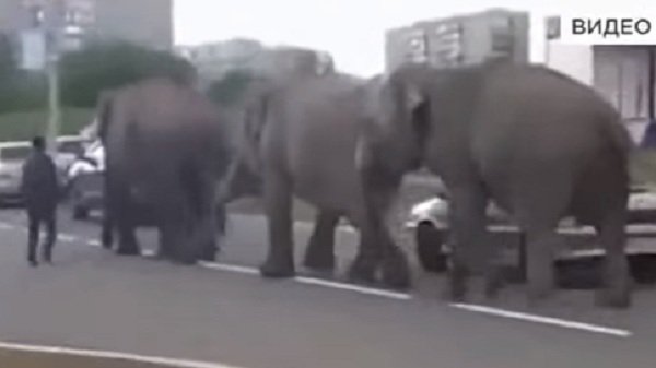 Федеральные телеканалы рассказывают о слонах на улицах Магнитогорска