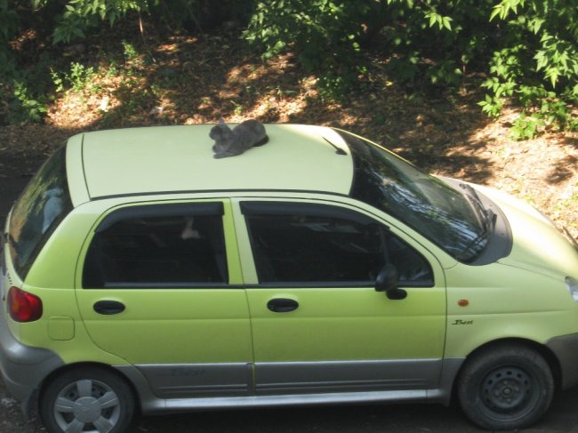 Суровый магнитогорский кот ездит с левого берега на правый на крыше хозяйского авто