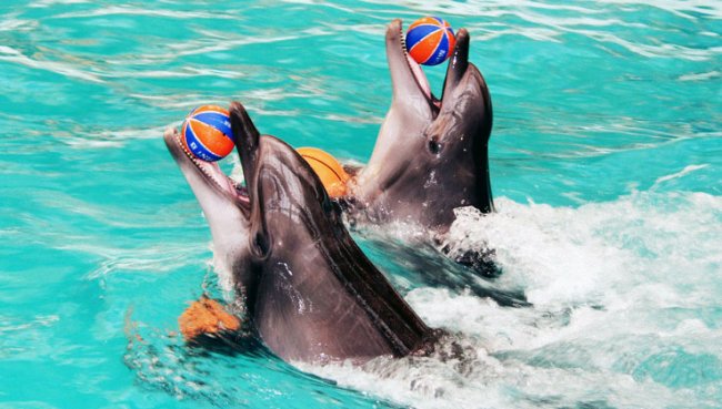 Дельфинарий, гастролирующий в Магнитогорске, могут проверить на нарушения