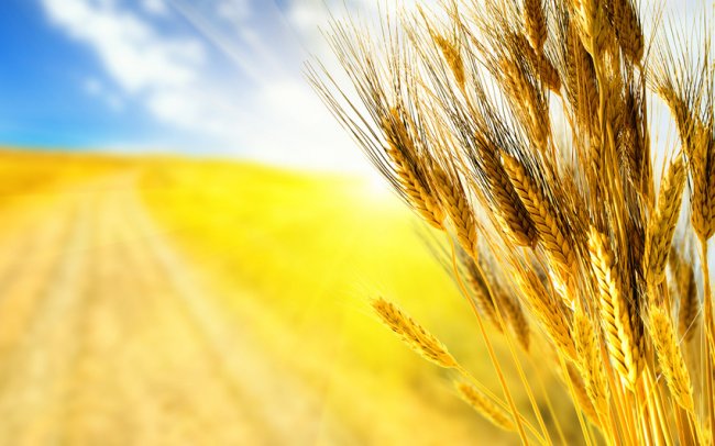 Сельскохозяйственные предприятия области дождались «золотых» наград
