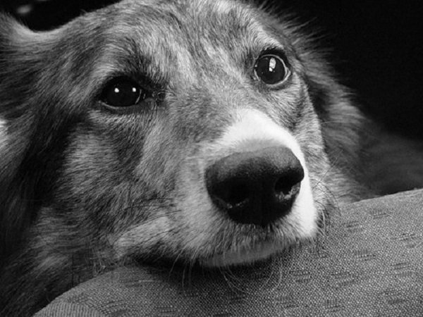 Челябинские собаки - самые верные! Псу из областной столицы поставят памятник