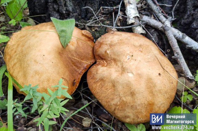 В России разрешили без ограничений собирать грибы