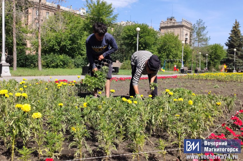 В Магнитогорске продолжается высадка цветов В Магнитогорске продолжается высадка цветов