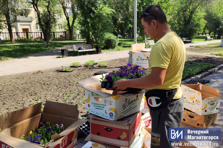В Магнитогорске продолжается высадка цветов В Магнитогорске продолжается высадка цветов