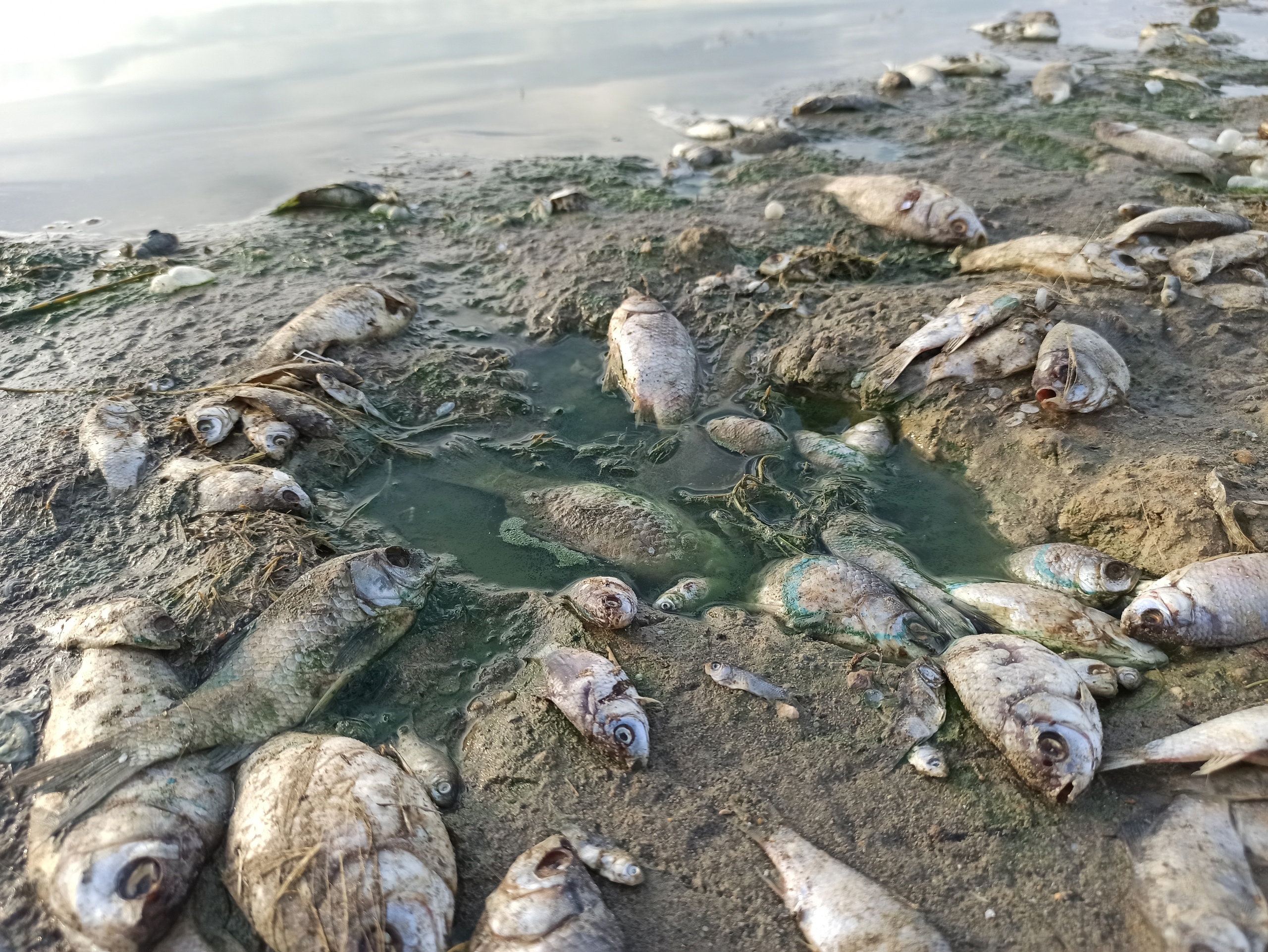 Есть ли в озере рыбы. Озеро Ачакуль Нагайбакский район. Озеро Каспля мёртвая рыба. Мертвая рыба на берегу. Экологическая катастрофа.