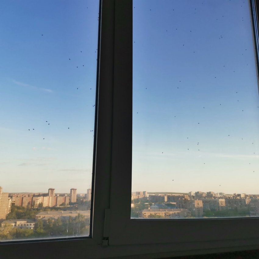 «Все дома облеплены» «Все дома облеплены»