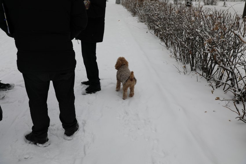 В Магнитогорске владельца собаки оштрафовали за выгул без поводка