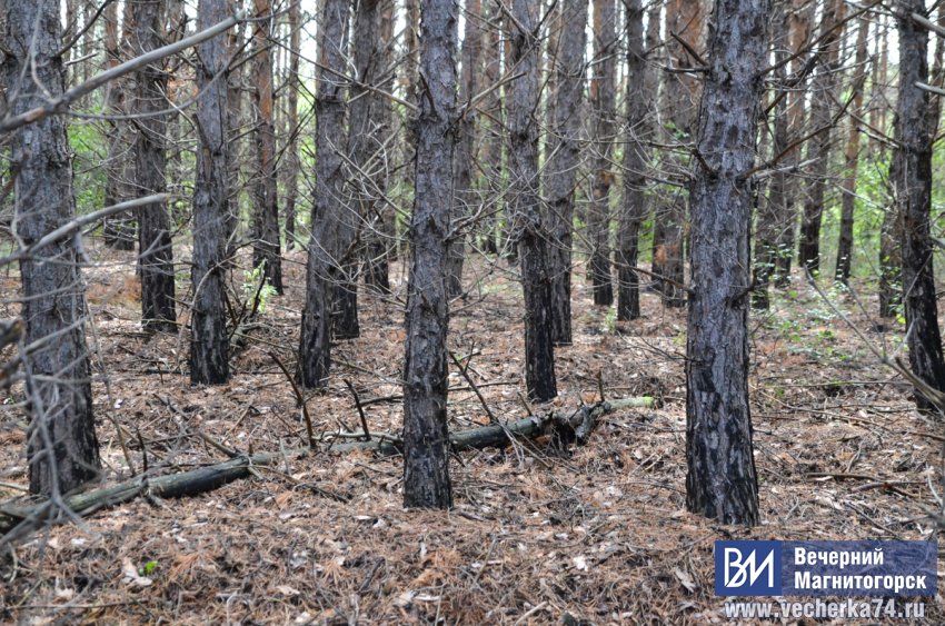 Что скрывает лес под Магнитогорском? Что скрывает лес под Магнитогорском?