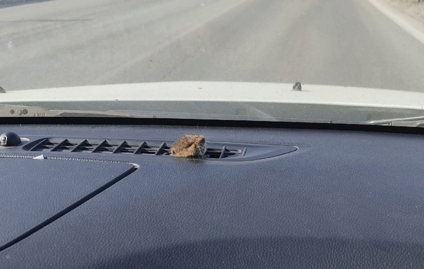 нравится водить машину. автошкола. девушка в кабриолете. девушка в машине. меня зовут sergey.